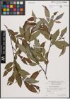 Foto von Salix daphnoides Vill.